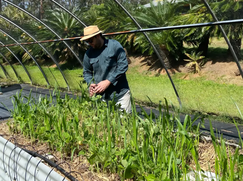 Metal Raised Garden Beds Greenhouse