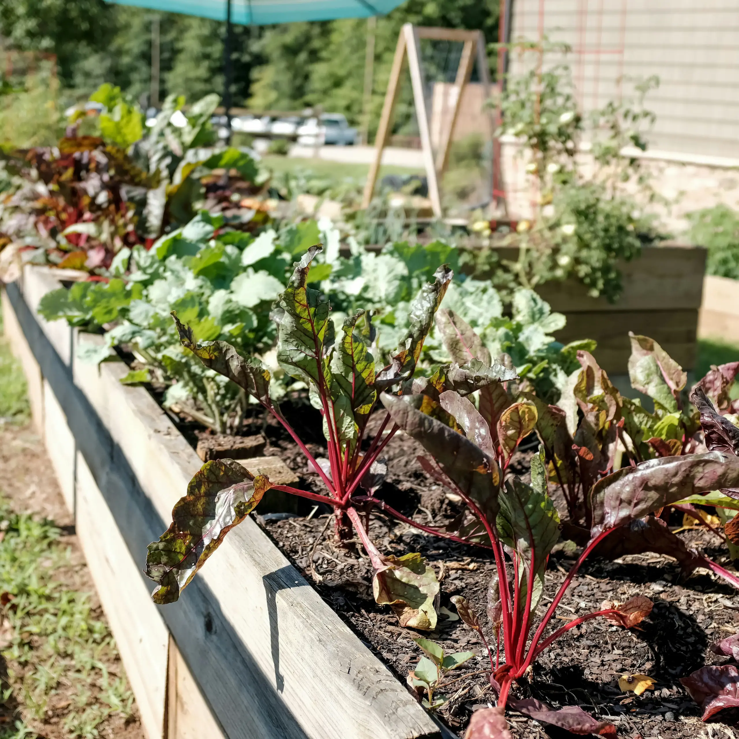 build perfect raised garden bed sunshine coast