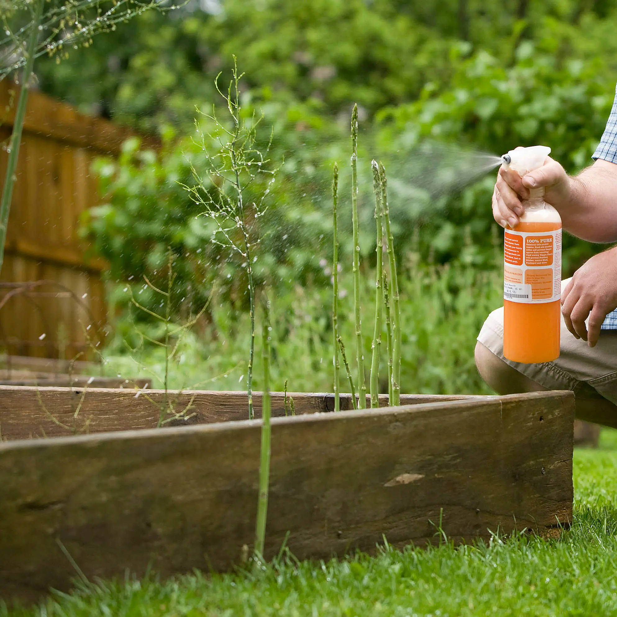 commercial garden disease and pest control services sunshine coast