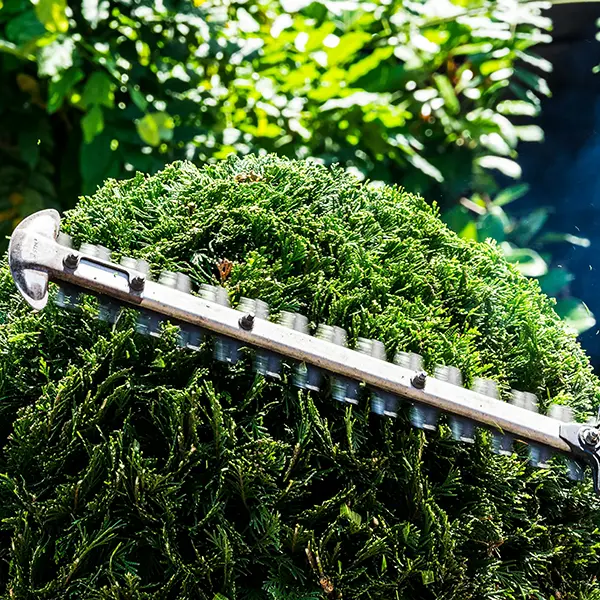 commercial hedge trimming services sunshine coast