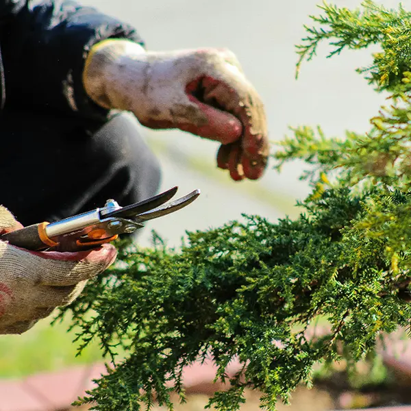 commercial pruning services sunshine coast