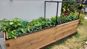 raised garden bed covered drip irrigation