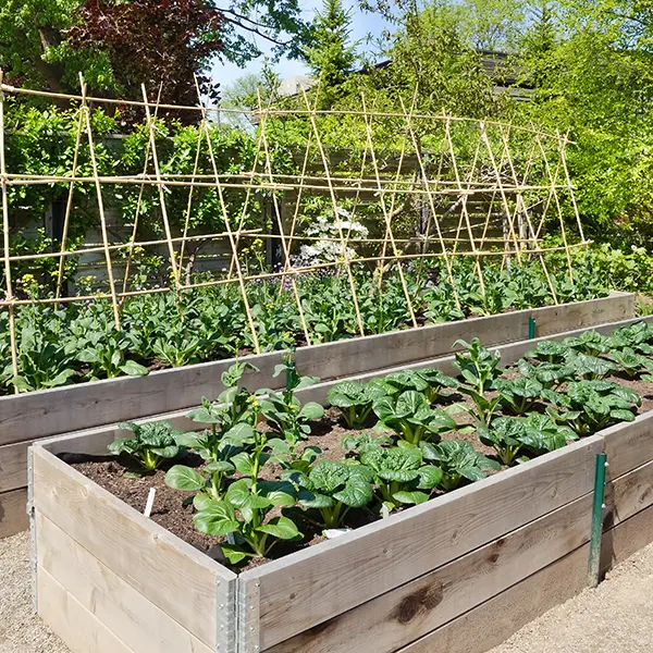 raised garden bed feature sunshine coast