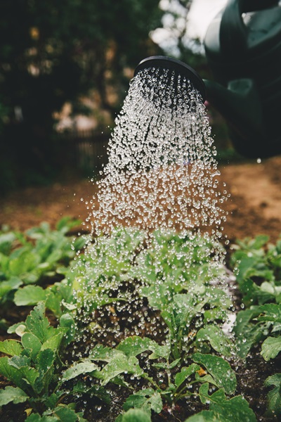 sustainable landscaping near me sunshine coast