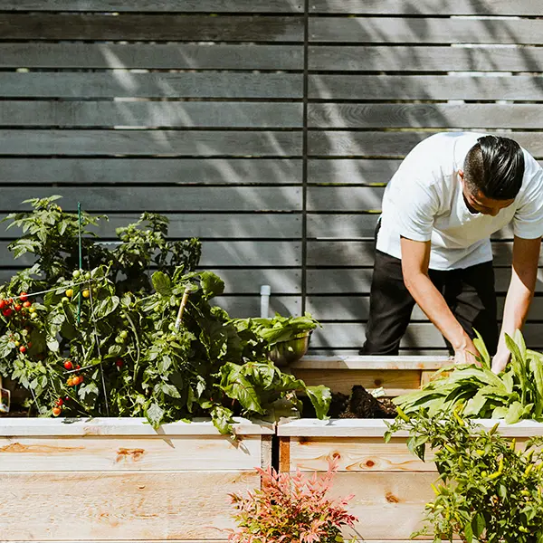 where raised garden beds best located sunshine coast