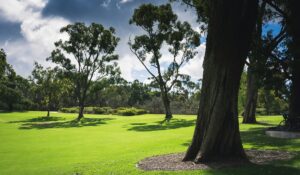 commercial park premises best turf sapphire buffalo sunshine coast landscaping