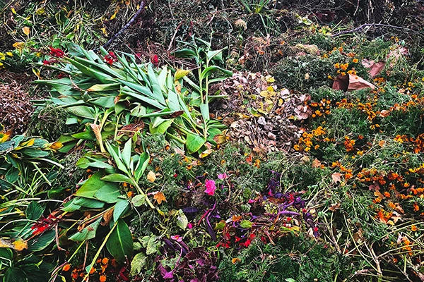 Garden cleanup Sunshine Coast